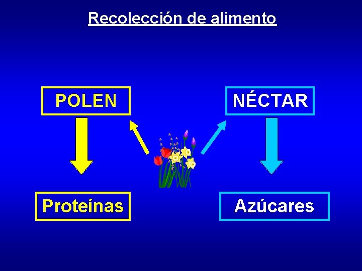 Recolección de alimento POLEN NÉCTAR Proteínas Azúcares Recolección de alimento POLEN NÉCTAR Proteínas Azúcares