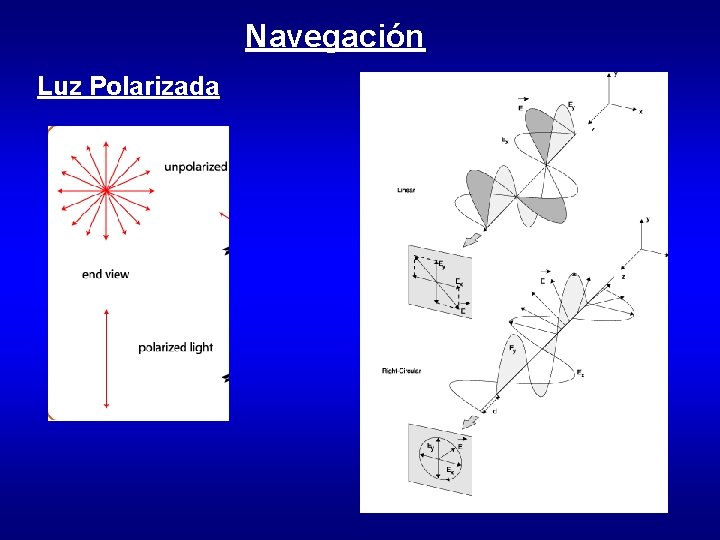 Navegación Luz Polarizada Navegación Luz Polarizada
