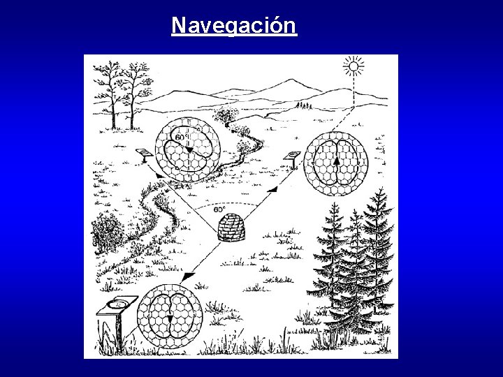 Navegación 