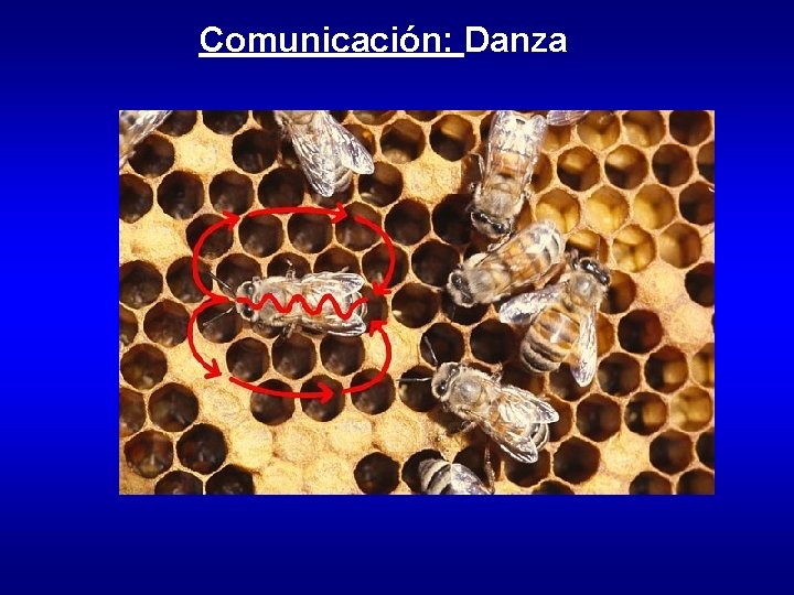 Comunicación: Danza 