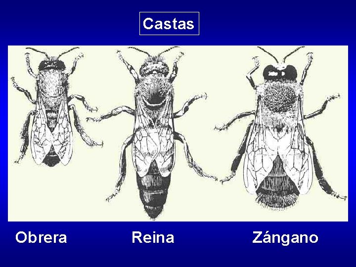 Castas Obrera Reina Zángano Castas Obrera Reina Zángano