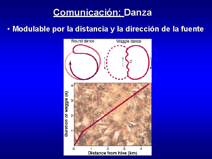 Comunicación: Danza • Modulable por la distancia y la dirección de la fuente 