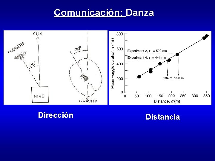 Comunicación: Danza Dirección Distancia 