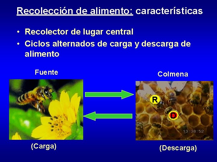 Recolección de alimento: características • Recolector de lugar central • Ciclos alternados de carga Recolección de alimento: características • Recolector de lugar central • Ciclos alternados de carga