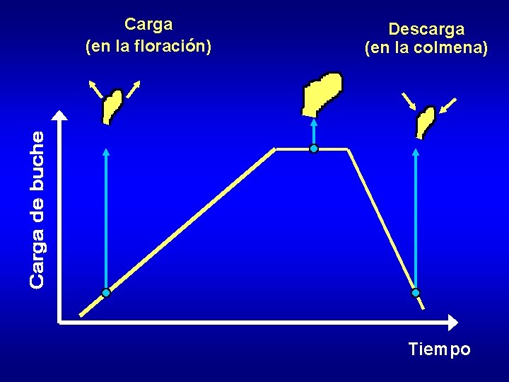 Carga (en la floración) Descarga (en la colmena) Tiempo 