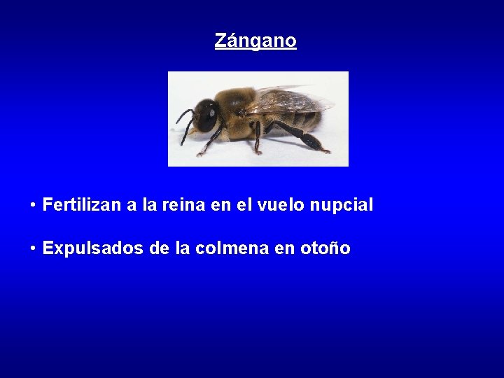 Zángano • Fertilizan a la reina en el vuelo nupcial • Expulsados de la