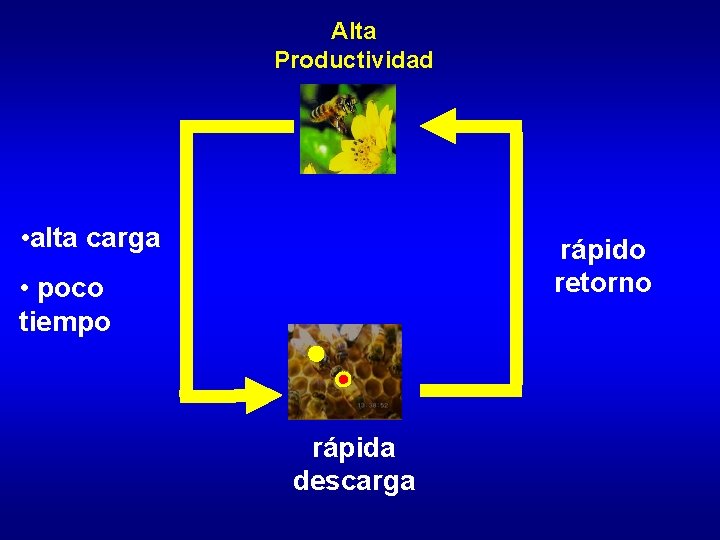 Alta Productividad • alta carga rápido retorno • poco tiempo rápida descarga 