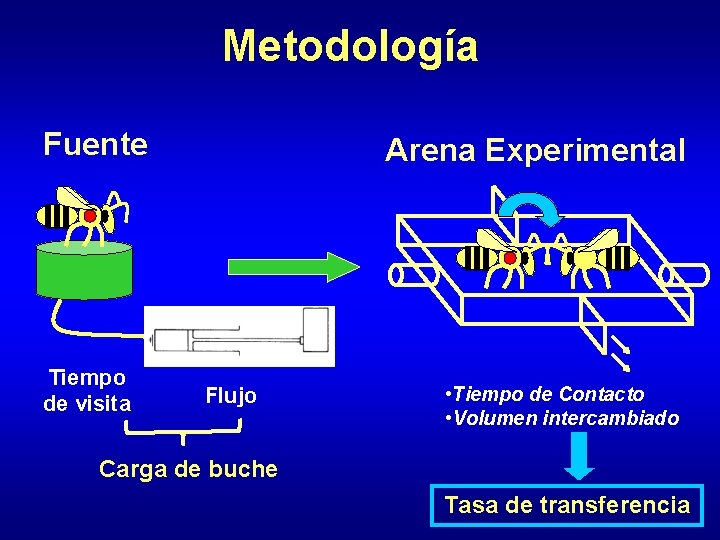 Metodología Fuente Tiempo de visita Arena Experimental Flujo • Tiempo de Contacto • Volumen Metodología Fuente Tiempo de visita Arena Experimental Flujo • Tiempo de Contacto • Volumen