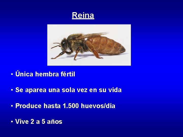 Reina • Única hembra fértil • Se aparea una sola vez en su vida