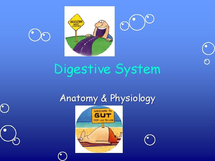 Digestive System Anatomy & Physiology 