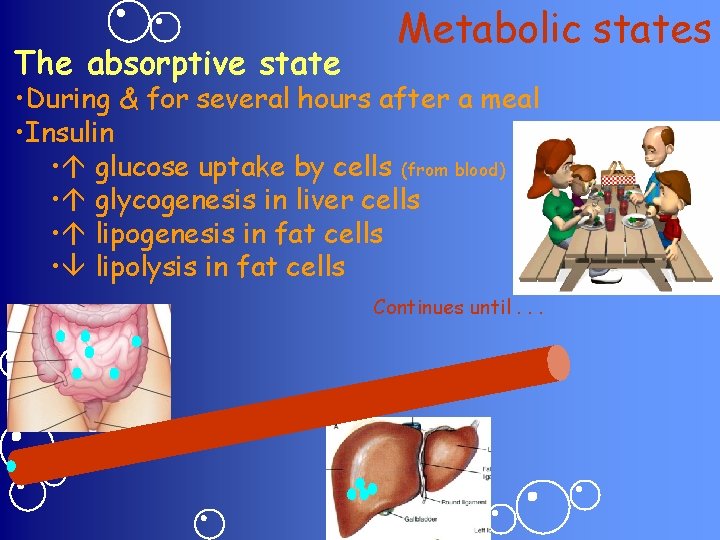 The absorptive state Metabolic states • During & for several hours after a meal