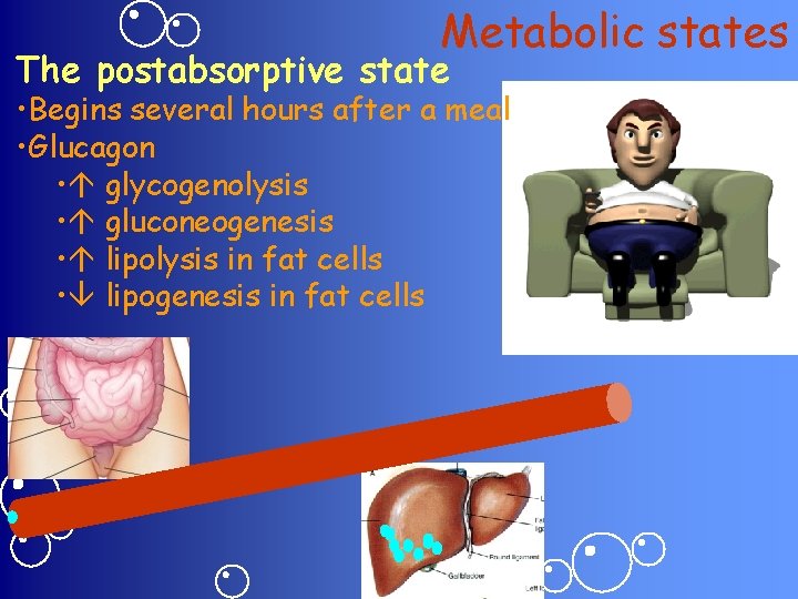 Metabolic states The postabsorptive state • Begins several hours after a meal • Glucagon