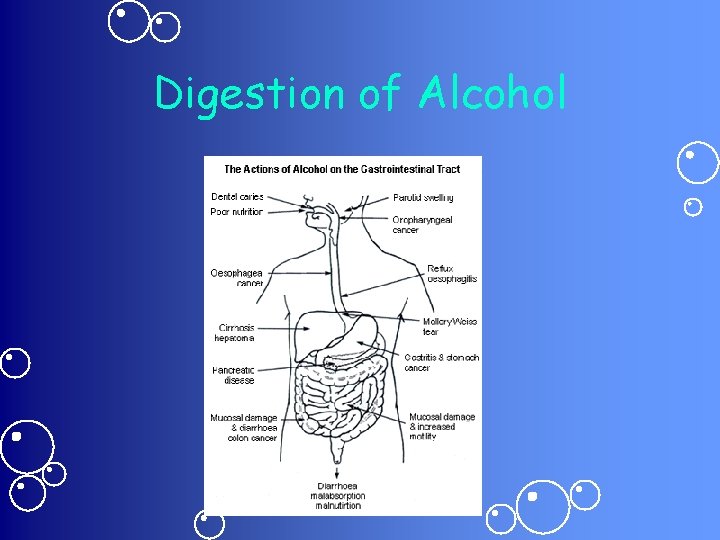 Digestion of Alcohol 