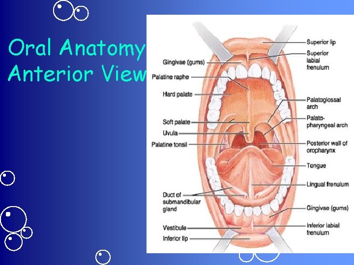 Oral Anatomy Anterior View 