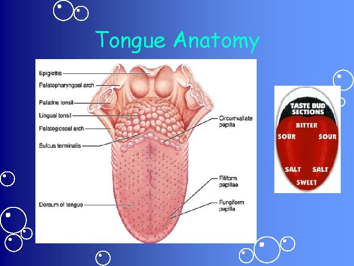 Tongue Anatomy 