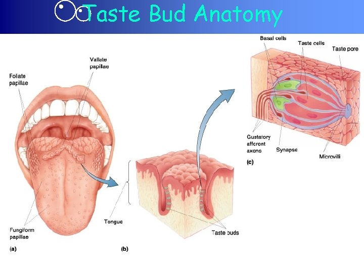 Taste Bud Anatomy 