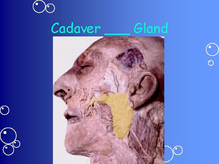 Cadaver ___ Gland 