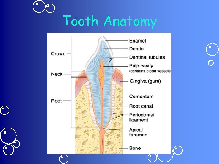 Tooth Anatomy 