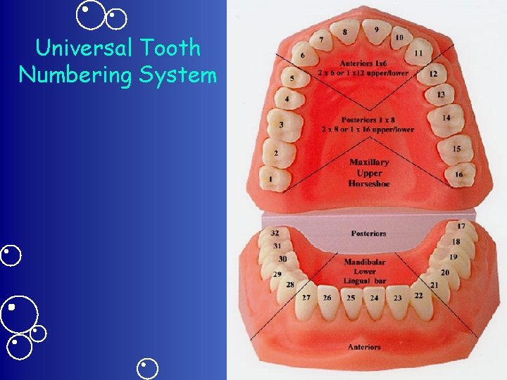 Universal Tooth Numbering System 