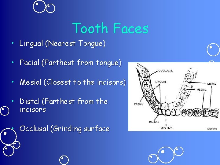 Tooth Faces • Lingual (Nearest Tongue) • Facial (Farthest from tongue) • Mesial (Closest