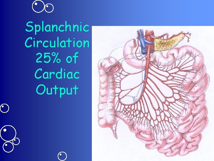 Splanchnic Circulation 25% of Cardiac Output 