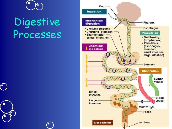 Digestive Processes 