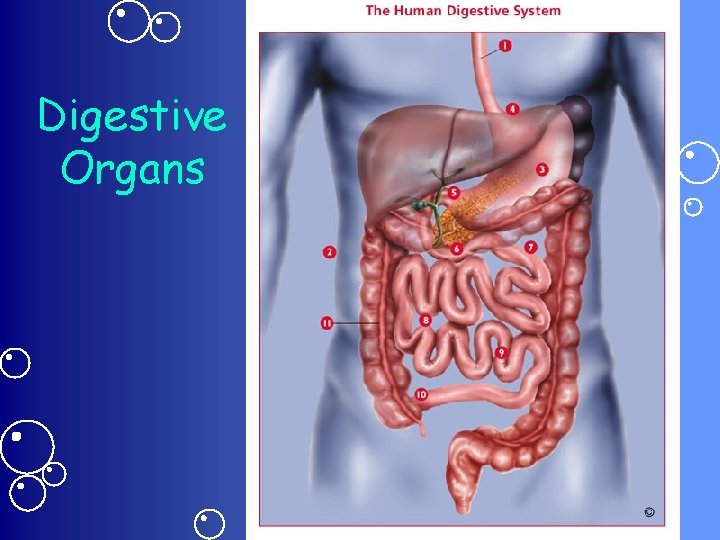 Digestive Organs 