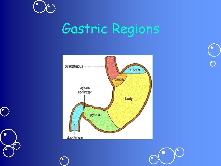 Gastric Regions 