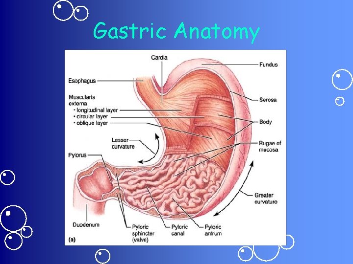 Gastric Anatomy 