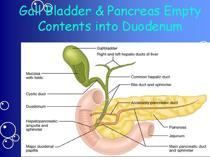 Gall Bladder & Pancreas Empty Contents into Duodenum 