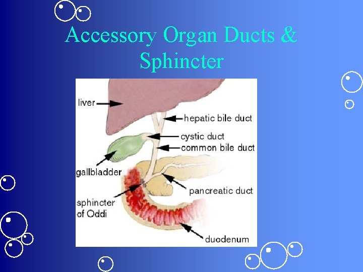 Accessory Organ Ducts & Sphincter 