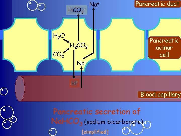 HCO 3 - Na+ Pancreatic duct H 2 O CO 2 Pancreatic acinar cell