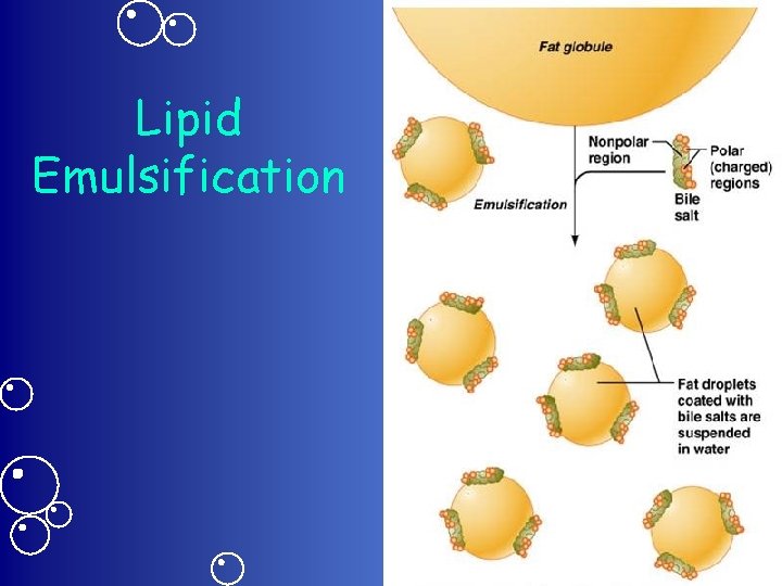 Lipid Emulsification 