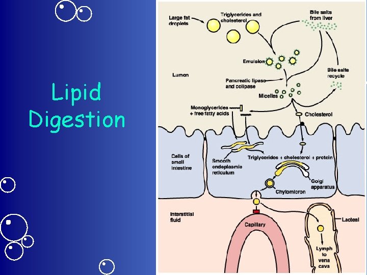 Lipid Digestion 
