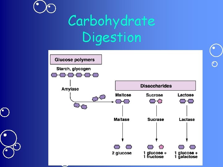 Carbohydrate Digestion 