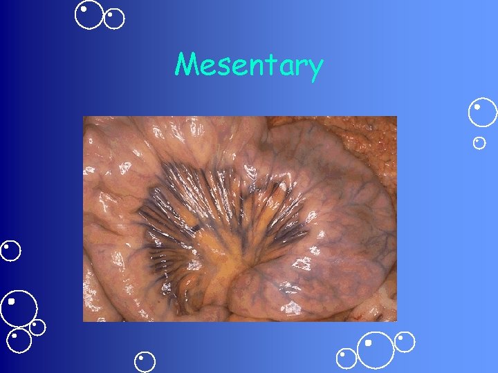 Mesentary 