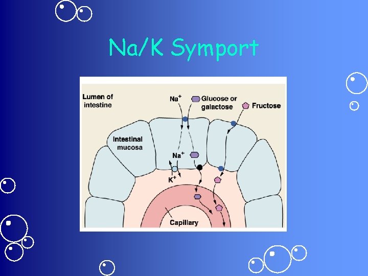 Na/K Symport 