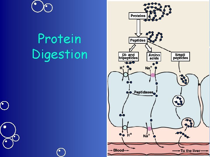 Protein Digestion 