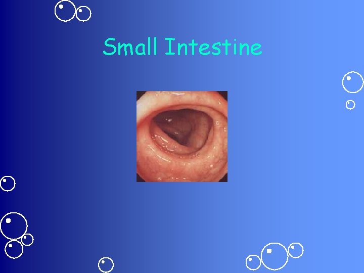 Small Intestine 