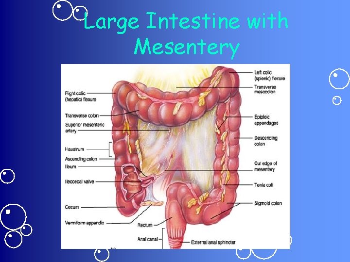 Large Intestine with Mesentery 