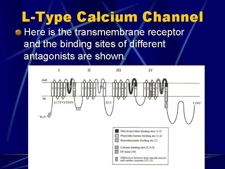 L-Type Calcium Channel Here is the transmembrane receptor and the binding sites of different L-Type Calcium Channel Here is the transmembrane receptor and the binding sites of different