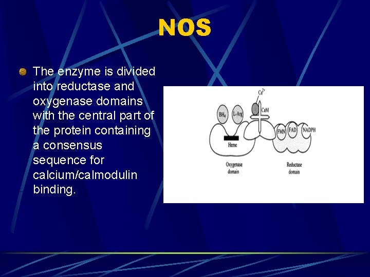NOS The enzyme is divided into reductase and oxygenase domains with the central part NOS The enzyme is divided into reductase and oxygenase domains with the central part