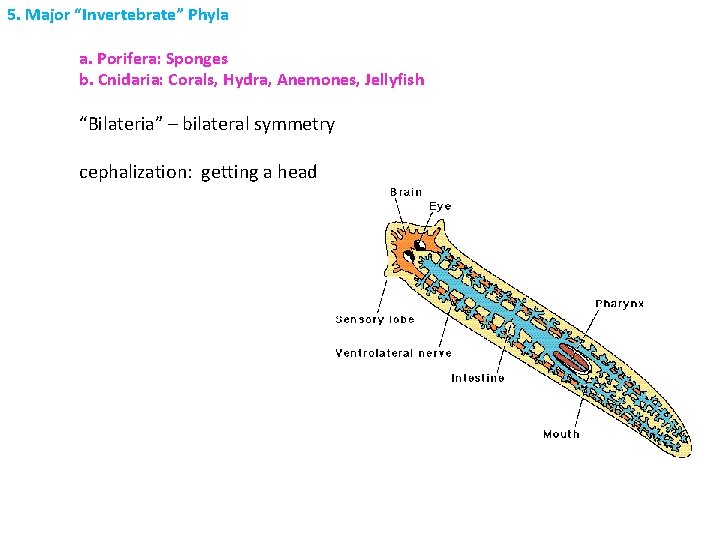 5. Major “Invertebrate” Phyla a. Porifera: Sponges b. Cnidaria: Corals, Hydra, Anemones, Jellyfish “Bilateria”