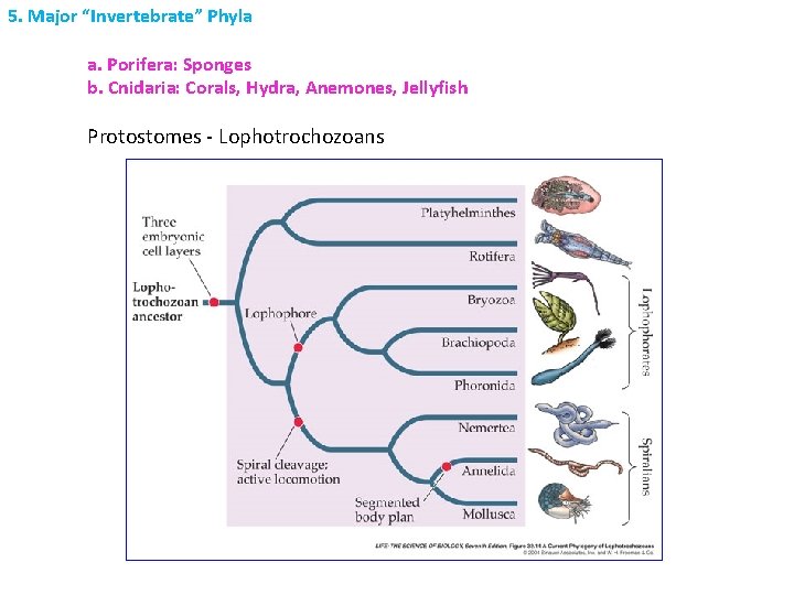 5. Major “Invertebrate” Phyla a. Porifera: Sponges b. Cnidaria: Corals, Hydra, Anemones, Jellyfish Protostomes