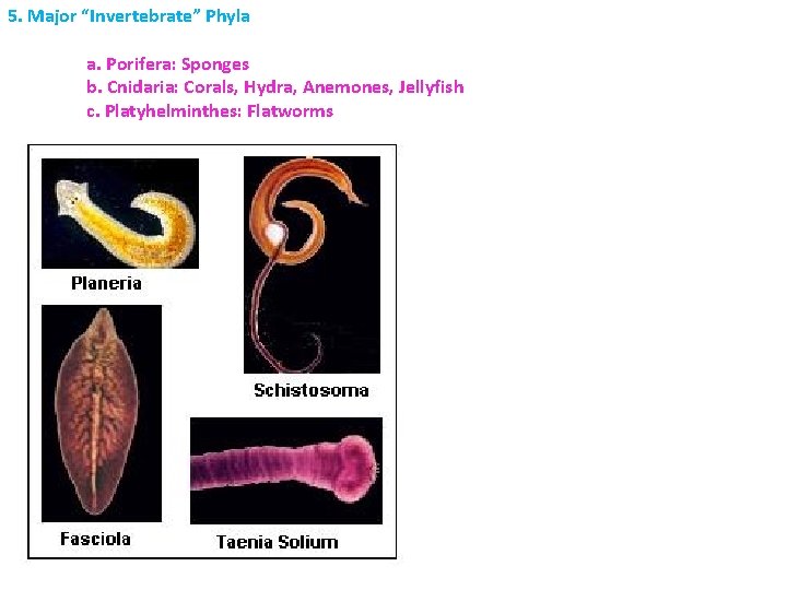 5. Major “Invertebrate” Phyla a. Porifera: Sponges b. Cnidaria: Corals, Hydra, Anemones, Jellyfish c.