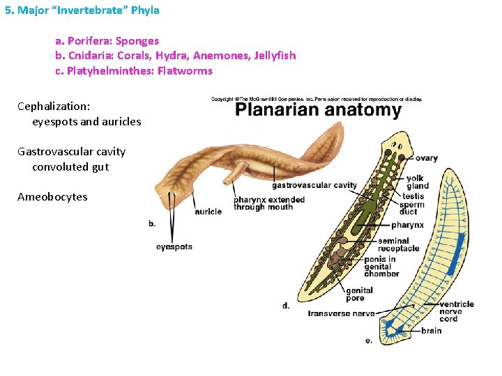 5. Major “Invertebrate” Phyla a. Porifera: Sponges b. Cnidaria: Corals, Hydra, Anemones, Jellyfish c.