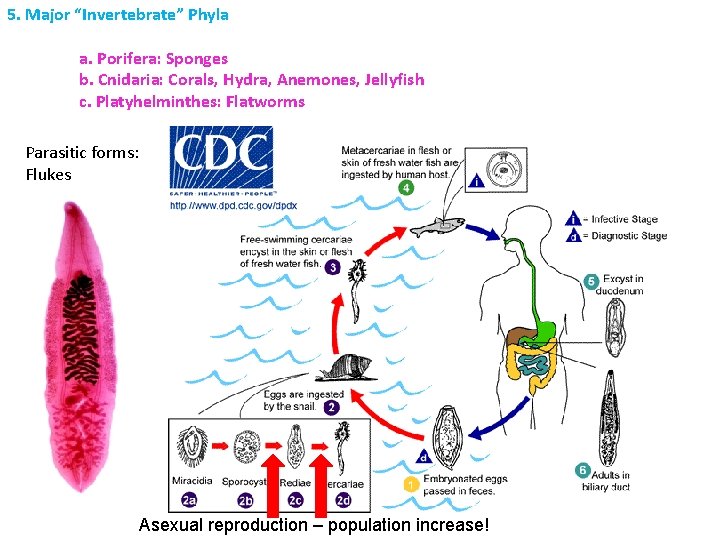 5. Major “Invertebrate” Phyla a. Porifera: Sponges b. Cnidaria: Corals, Hydra, Anemones, Jellyfish c.