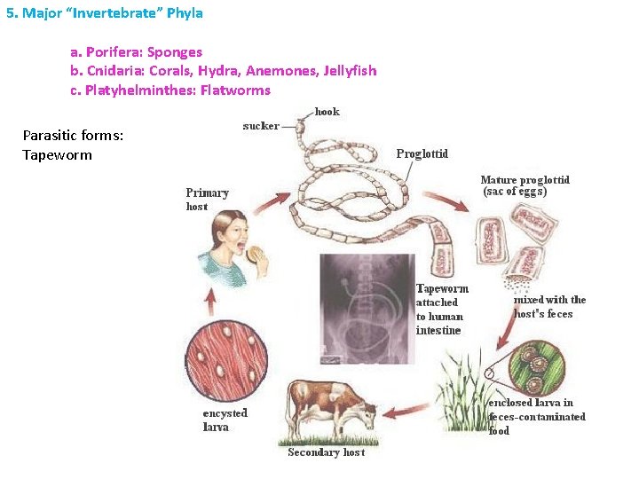 5. Major “Invertebrate” Phyla a. Porifera: Sponges b. Cnidaria: Corals, Hydra, Anemones, Jellyfish c.