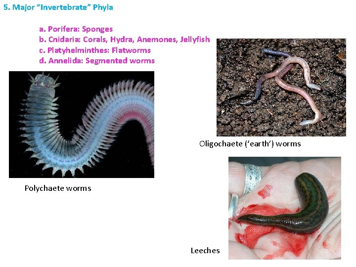 5. Major “Invertebrate” Phyla a. Porifera: Sponges b. Cnidaria: Corals, Hydra, Anemones, Jellyfish c.