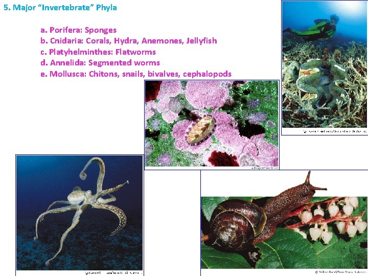 5. Major “Invertebrate” Phyla a. Porifera: Sponges b. Cnidaria: Corals, Hydra, Anemones, Jellyfish c.